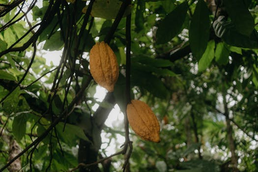 sustainable cacao farming